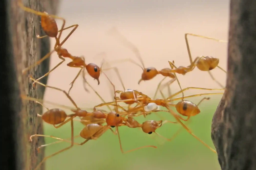 Feuerameisen im Garten zuverlässig loswerden – Ameisen Braunschweig