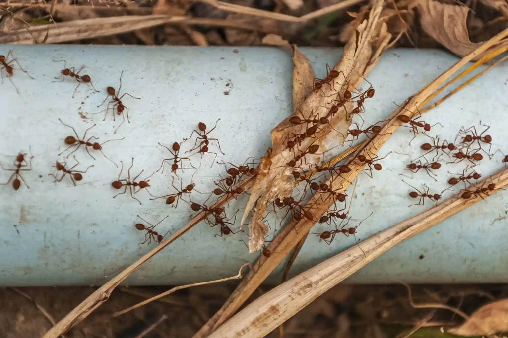 Alle Ameisenarten schnell und effektiv beseitigen lassen – Ameisenbekämpfung Braunschweig