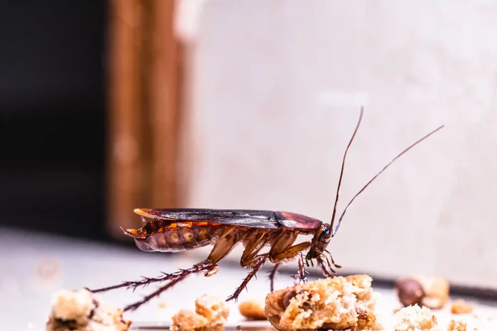 Kakerlaken bei Speiseresten und Abfallcontainern zuverlässig bekämpfen – Braunschweig