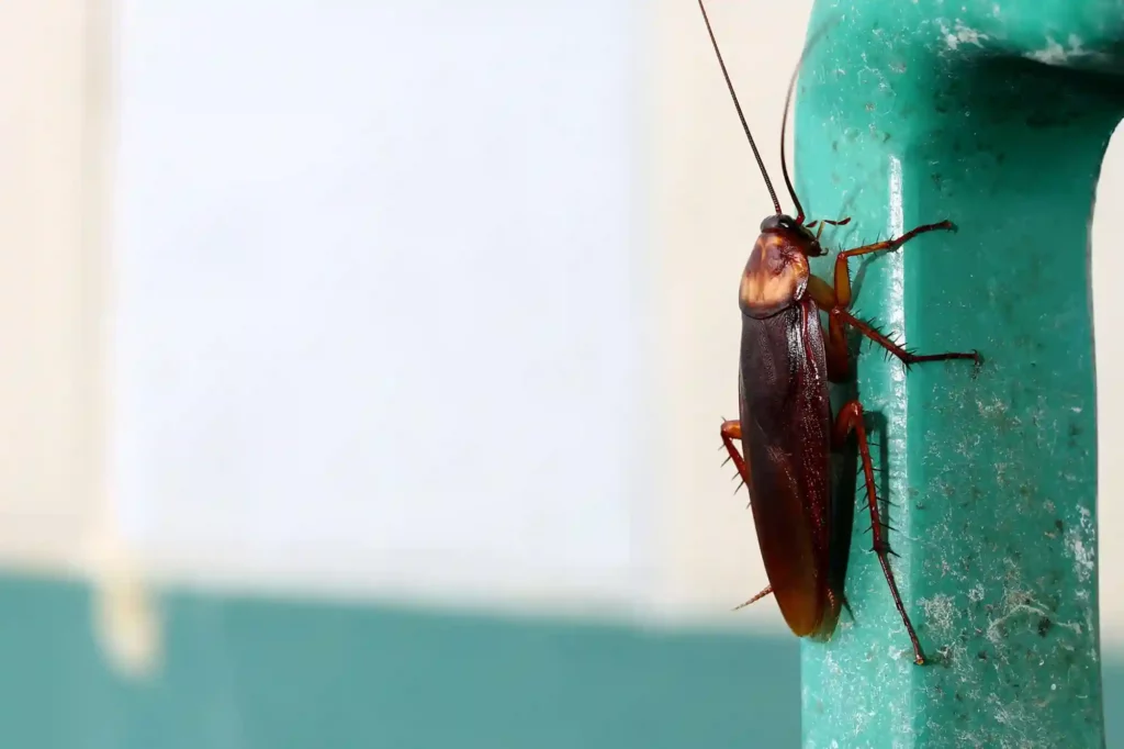 Kakerlaken im Lagerraum effektiv und nachhaltig bekämpfen – Braunschweig