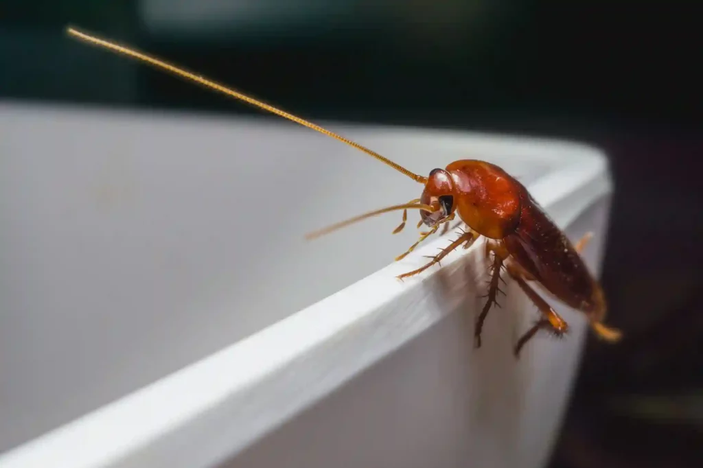 Kakerlakenbefall im Badezimmer erkennen und professionell beseitigen – Braunschweig