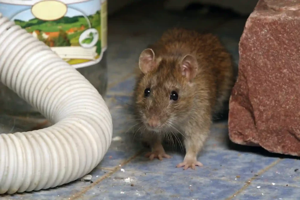 Mäuse in Lebensmittellagern für Privat und Gewerbe zuverlässig entfernen – Braunschweig
