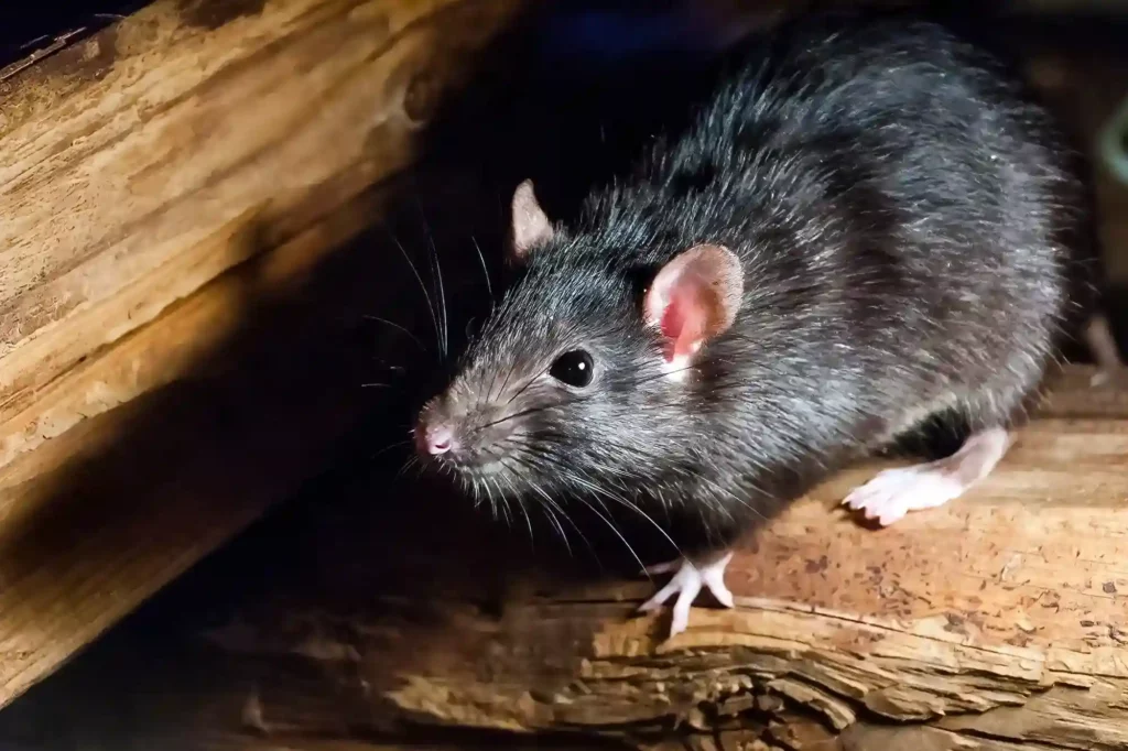 Mäusebefall auf Dachboden und im Keller professionell entfernen lassen – Mäusebekämpfung Braunschweig