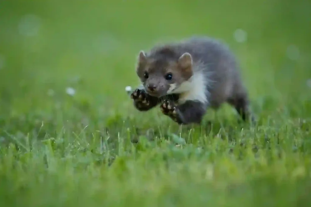 Marder auf dem Grundstück sicher entfernen lassen – Kammerjäger Braunschweig