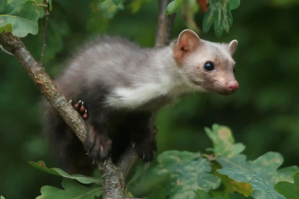 Marder auf Waldwegen in Hausnähe effektiv vergrämen – Kammerjäger Braunschweig