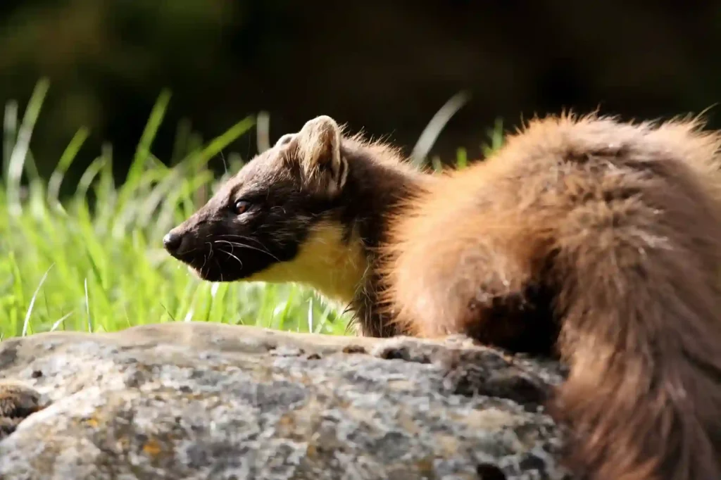 Marder im Garten dauerhaft vertreiben lassen – Schutz durch Kammerjäger Braunschweig