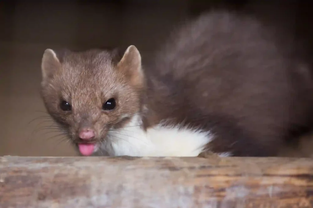 Marderangriffe verhindern und Tiere sicher beseitigen lassen – Marder Vergrämung Braunschweig