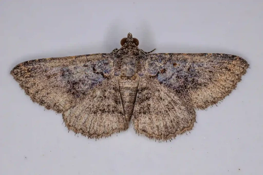 Mottenbefall auf dem Dachboden gezielt bekämpfen lassen – Kammerjäger Braunschweig