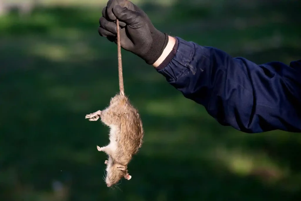 Nahaufnahme einer Ratte – Schädlingsbestimmung und Dokumentation