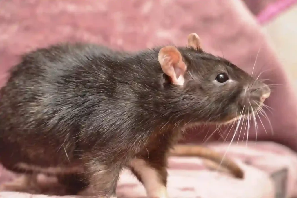 Ratten im Keller und im Haus durch Profis entfernen lassen – Rattenbekämpfung Braunschweig