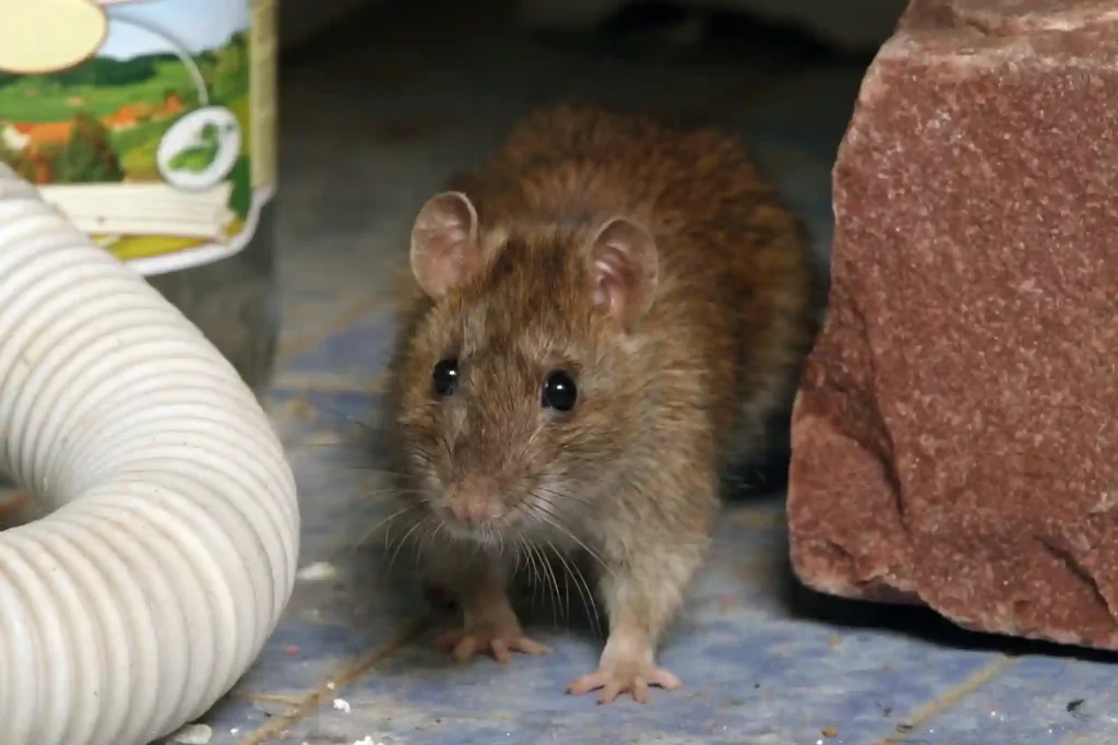 Ratten in der Speisekammer schnell loswerden – Hygienischer Schutz durch Profis in Braunschweig