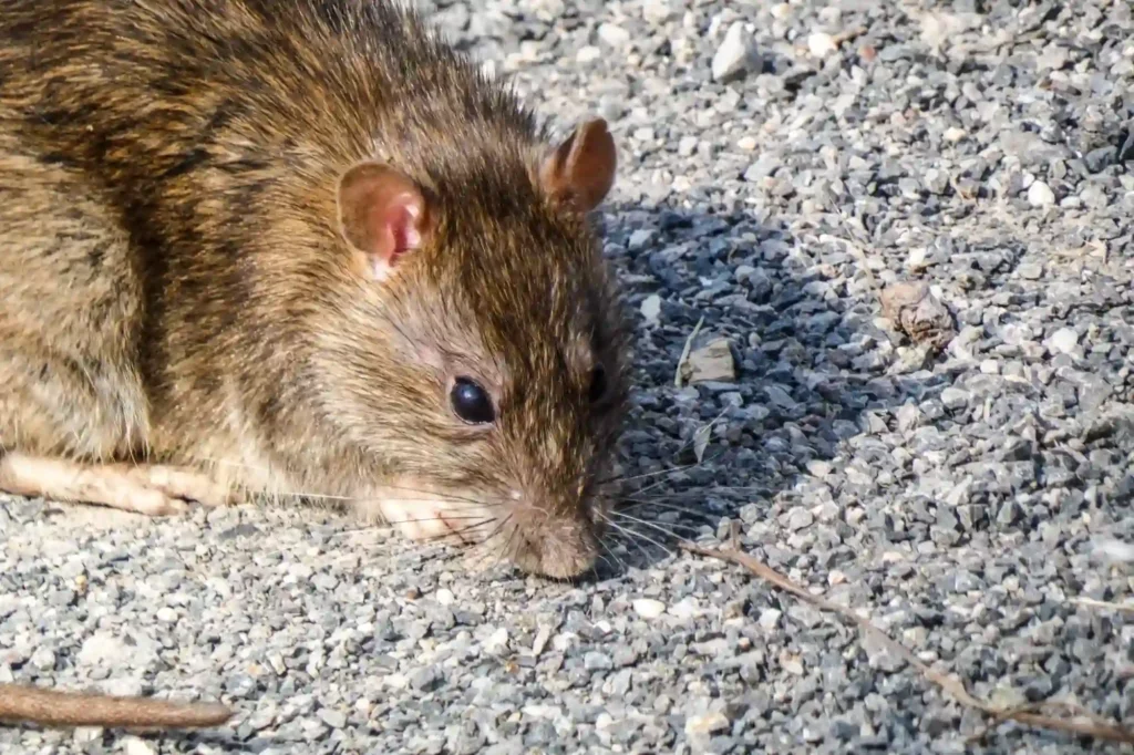 Rattenplage zuverlässig und diskret beseitigen lassen – Rattenbekämpfung Braunschweig