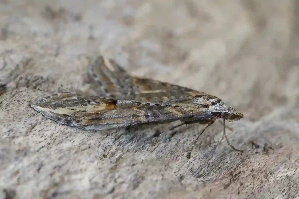 Silbermotten auf Teppich und Couch gründlich entfernen – Braunschweig