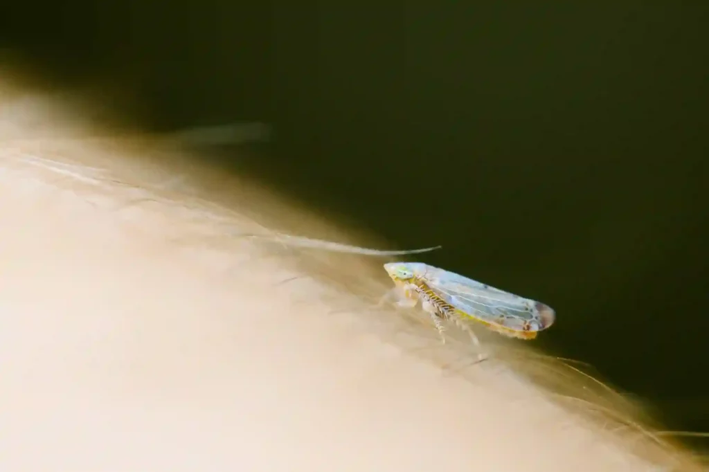 Silbermotten im Haushalt schnell und sicher beseitigen lassen – Motten Bekämpfung Braunschweig