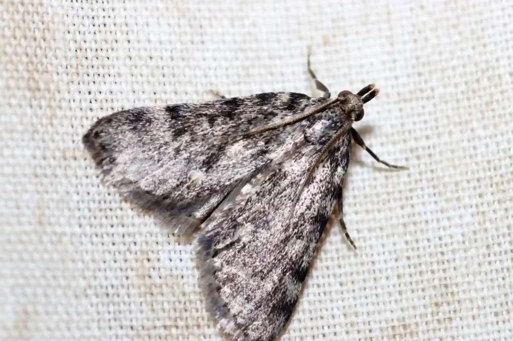Silbermotten in der Küche zuverlässig loswerden – Mottenbekämpfung Braunschweig