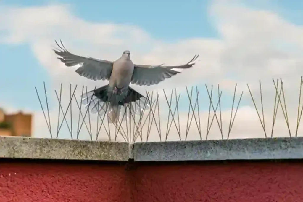 Spikes gegen Tauben und andere Vögel fachgerecht installieren – Kammerjäger Braunschweig