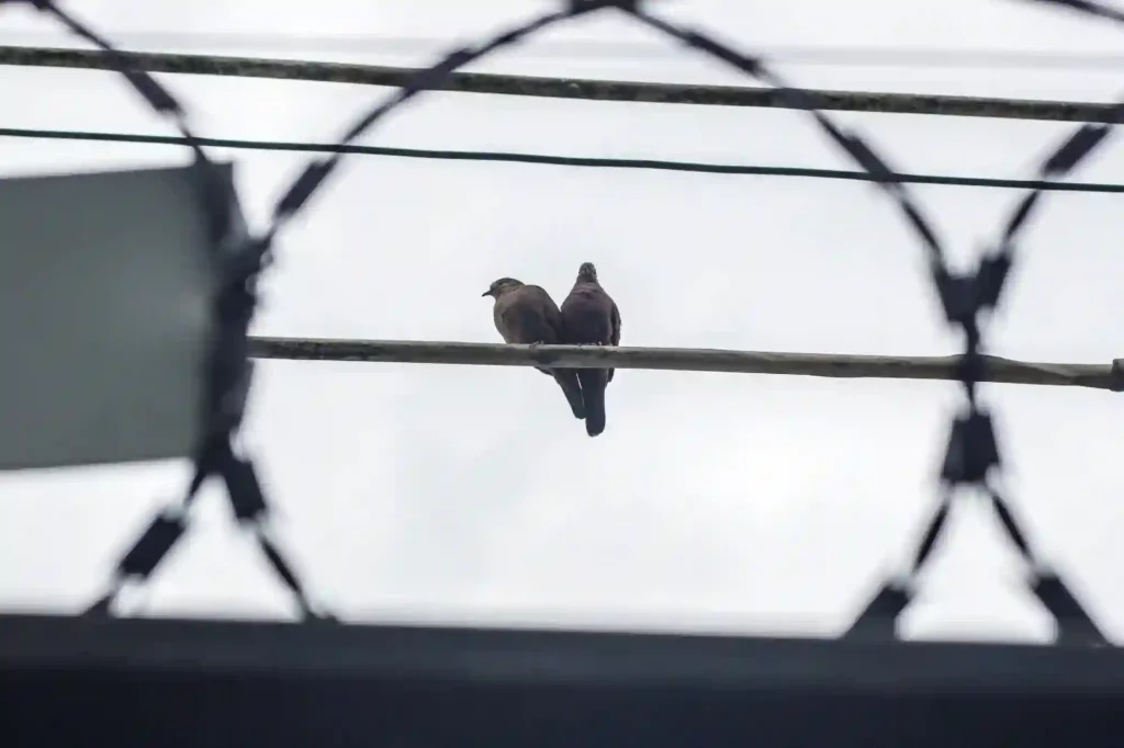 Stacheldraht gegen Tauben anbringen lassen – Effektive Schutzmaßnahme in Braunschweig