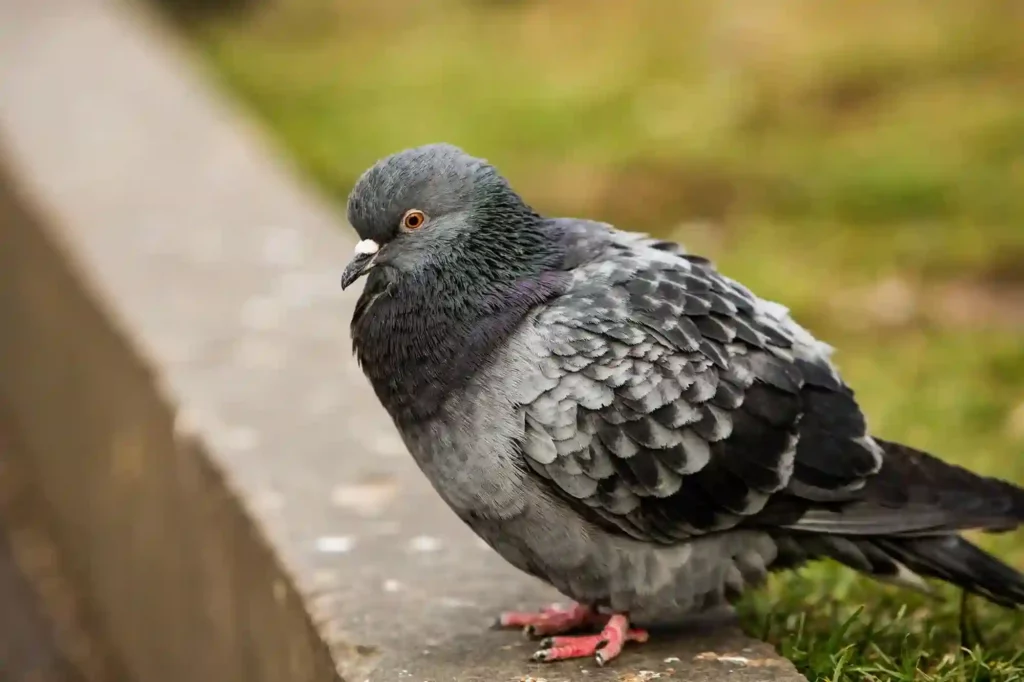 Taubenabwehr durch Experten in Braunschweig überprüfen und optimieren lassen