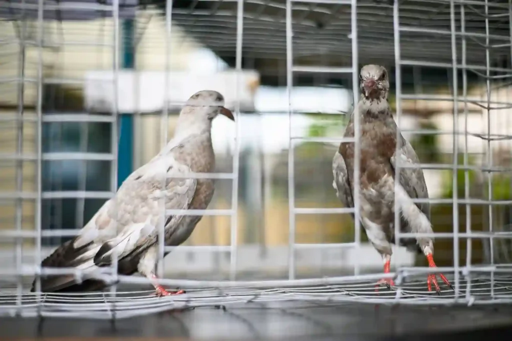 Taubenschutzgitter professionell montieren lassen – Taubenabwehr Braunschweig