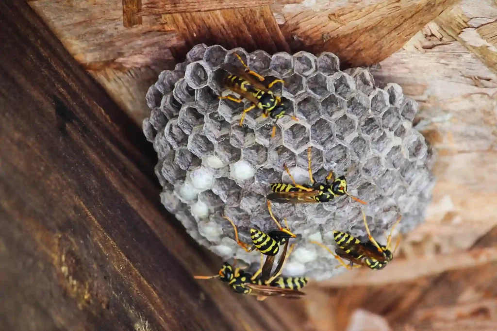 Wespennest in der Nähe von Spielplatz oder Kindergarten schnell beseitigen – Braunschweig