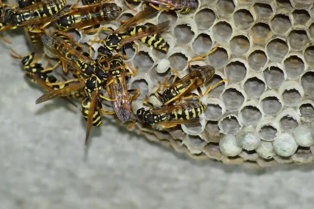 Wespennester schnell und fachgerecht umsiedeln lassen – Kammerjäger Notdienst Braunschweig